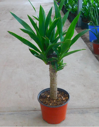 Green Yucca 